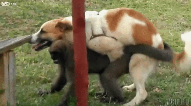 https://i.postimg.cc/HnMzNmdh/vgif-ru-33763.gif
