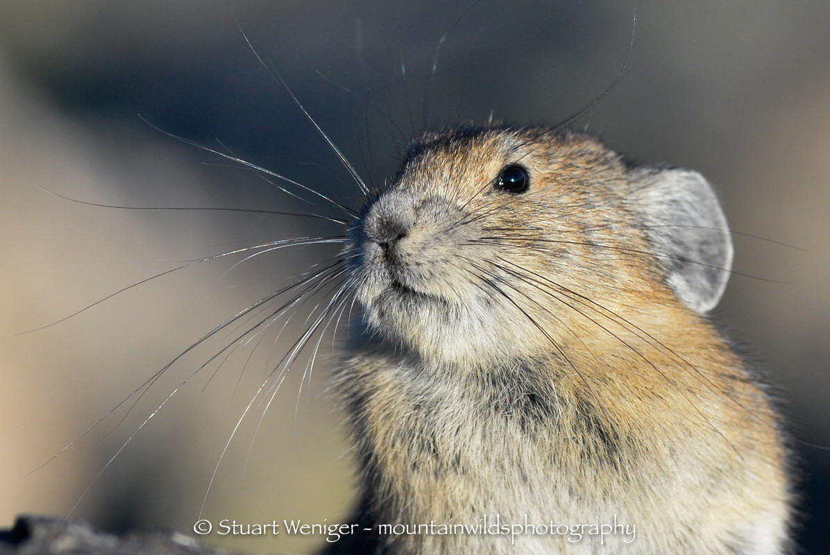 pika closeup