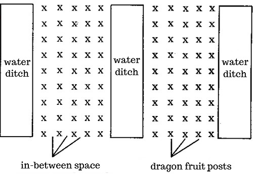 general-idea-of-dragon-fruit-for-low-lying-areas.jpg