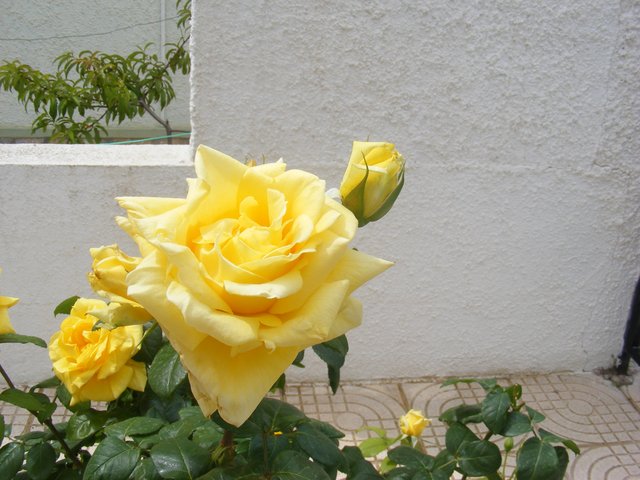 spain-casa-yellow-roses.jpg
