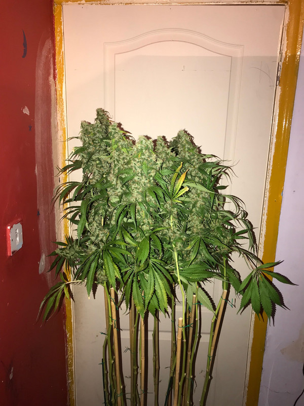 62039810-81A4-4D33-9184-90BCEBEF5231