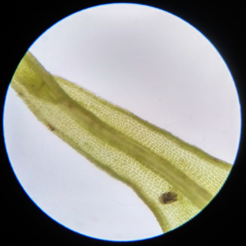 IMG 20250617 121855 HDR