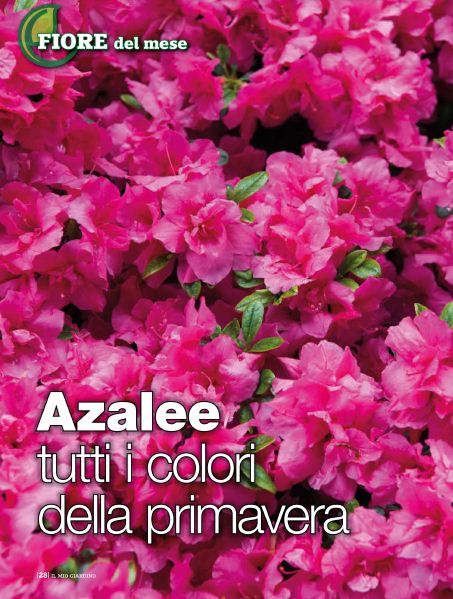 il Mio Giar Apr 2020 (3)