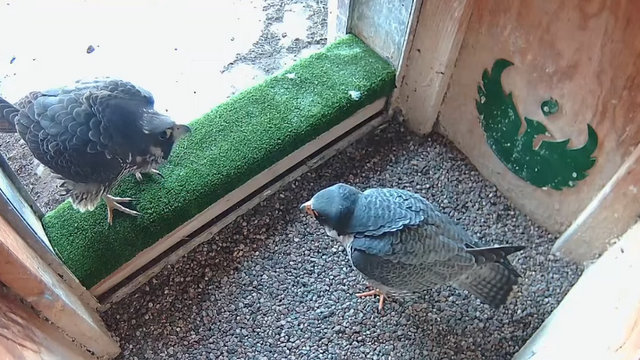 UW Green bay peregrines Przechwytywanie-w-trybie-pe-noekranowym-15-03-2024-203057