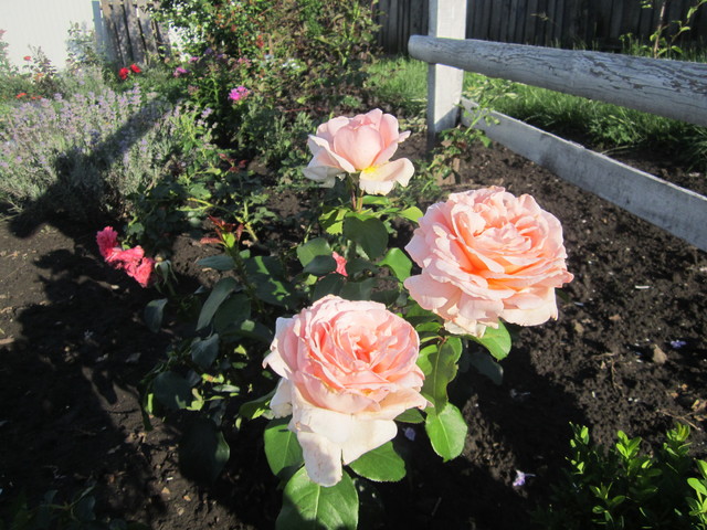 IMG_1331[1]