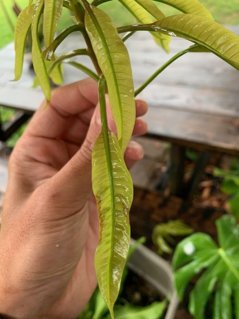 mango1