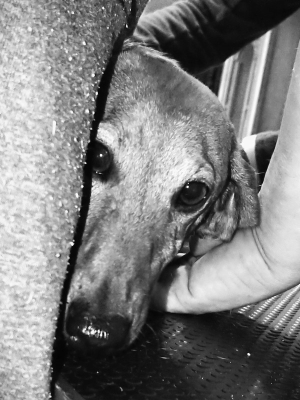 [Image: Tit-Amour-2.jpg]