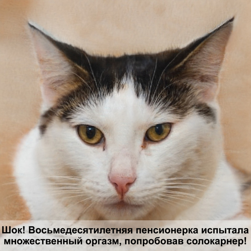 как легко нарисовать кошку