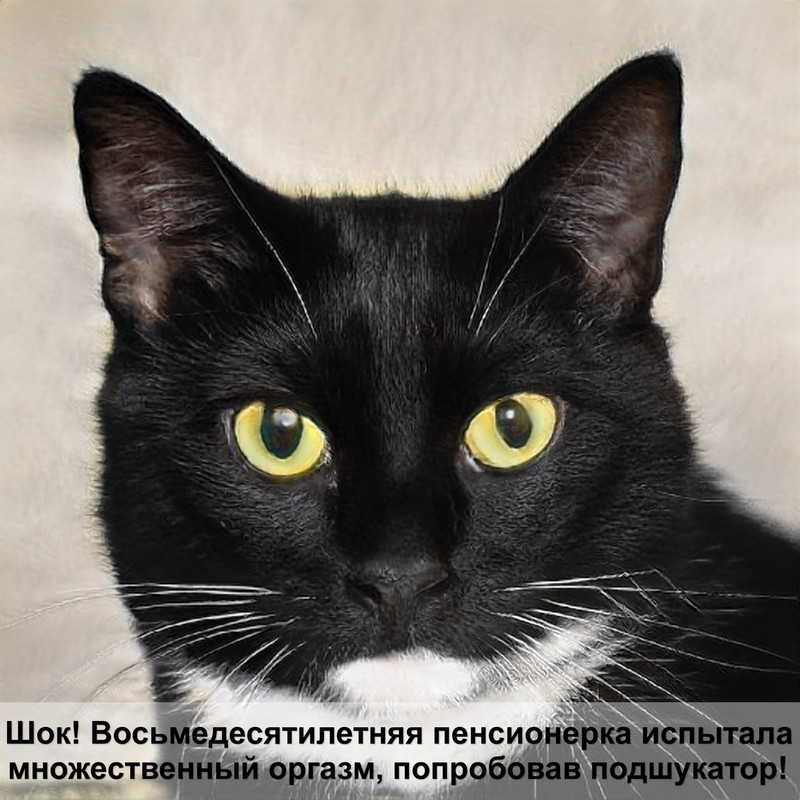 сиамская кошка темного окраса