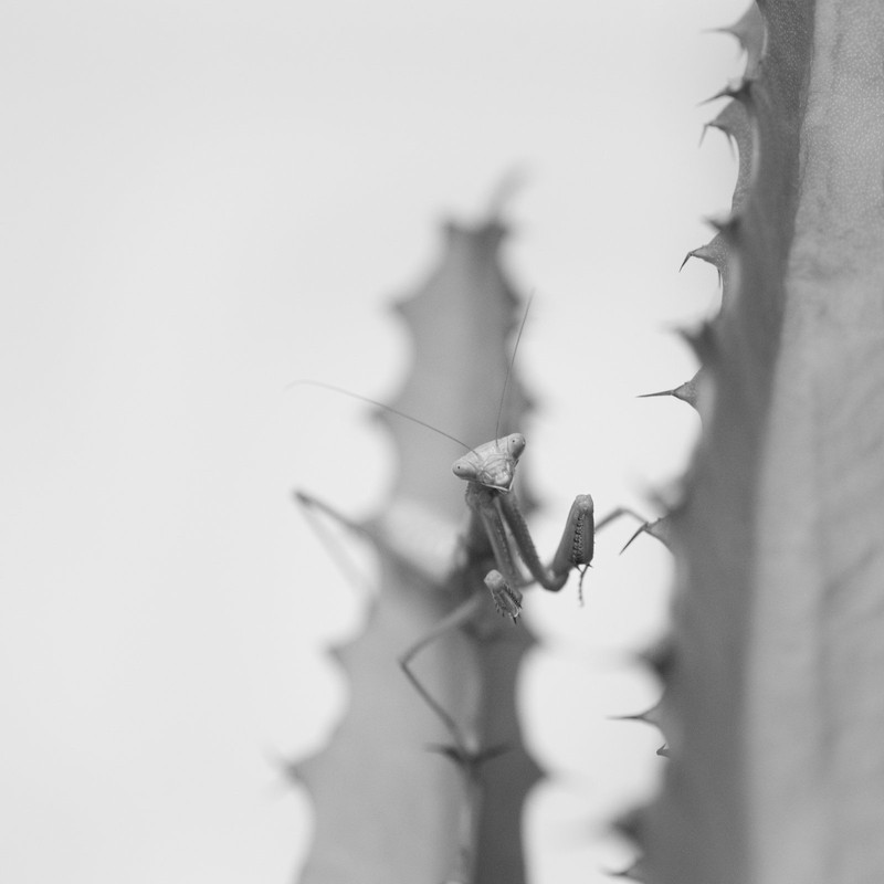 Mantis-4.jpg