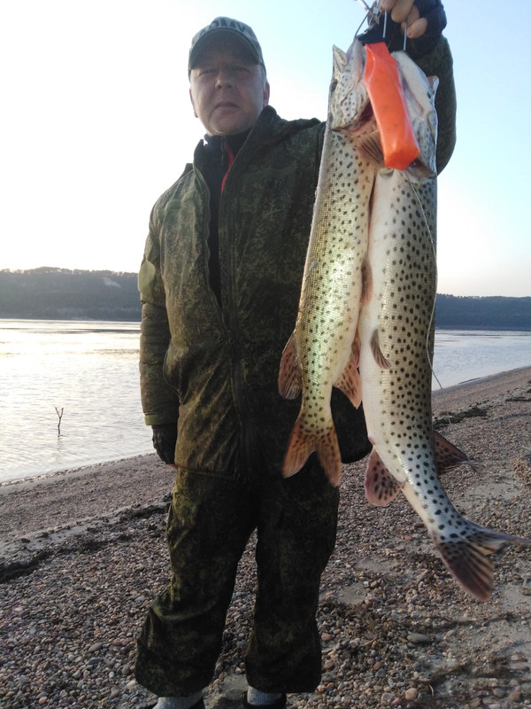 Рыбаки и охотники амурской области. Амуртаймень. Амуртаймень. Бурейское водохранилище грибы. Змееголов волга.