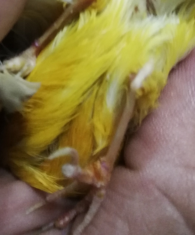 صورة