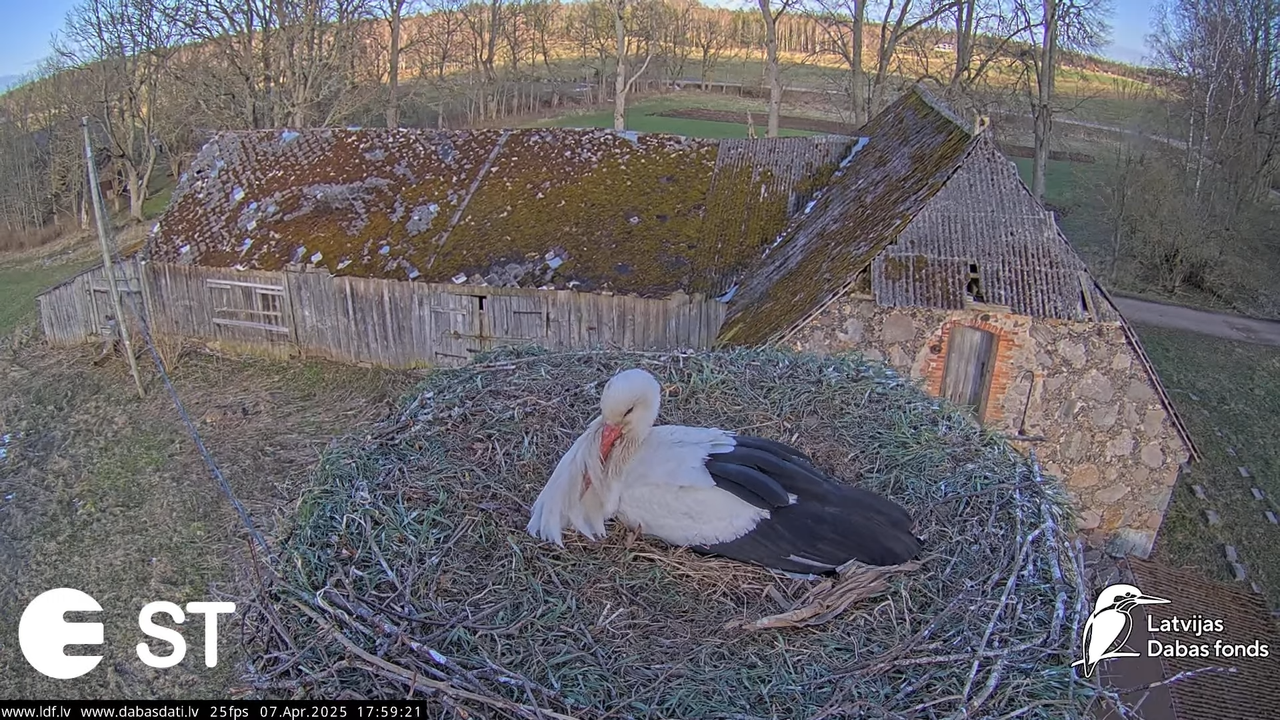 (6) Baltie stārķi (Ciconia ciconia) Tukuma novadā __ White storks in Tukums, Latvia - YouTube - 670_