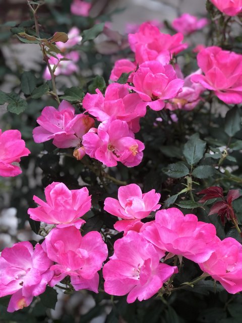 [Image: 0-A6000-D7-6-DC1-4-AF6-8-E19-2-CE2-D47954-BA.jpg]