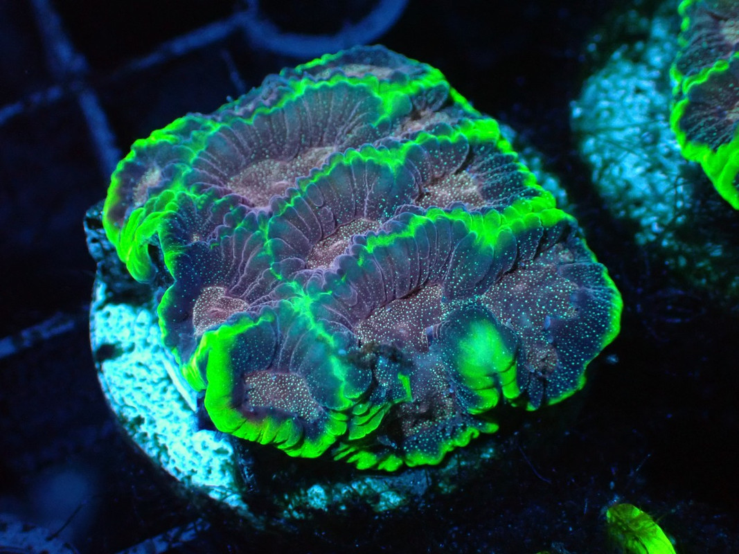 BROAQUA 布魯水族 珊瑚水族零售_照片_20240320_16