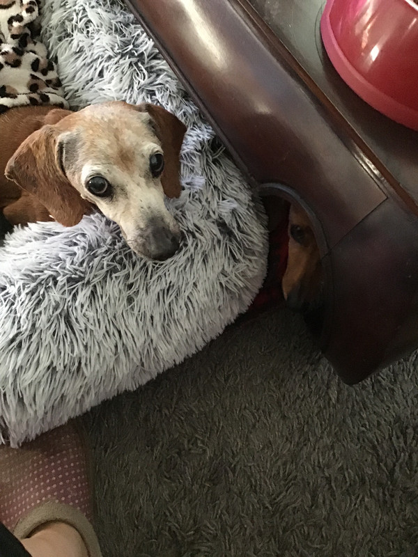 [Image: 3376-F213-6-CB0-4801-B493-CE6728-EA63-E7.jpg]