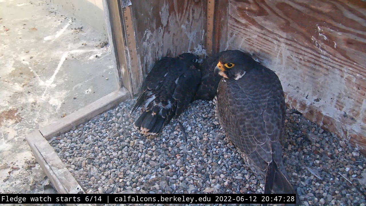 Cal Falcons Nest Cam, UC Berkeley 9-6-28 screenshot (1)