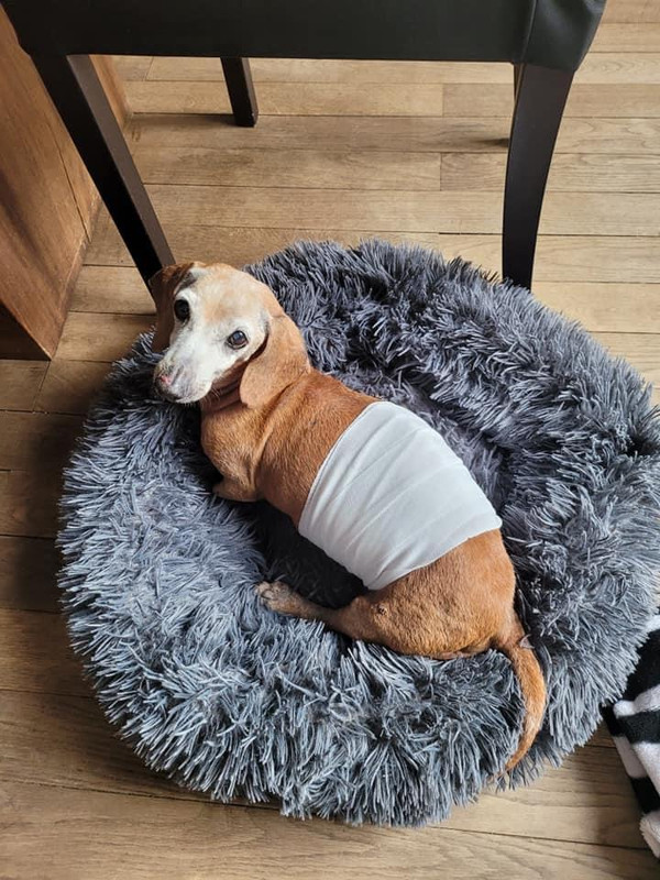 [Image: 7-C749511-D17-A-4499-AFDA-B6-A41405428-E.jpg]