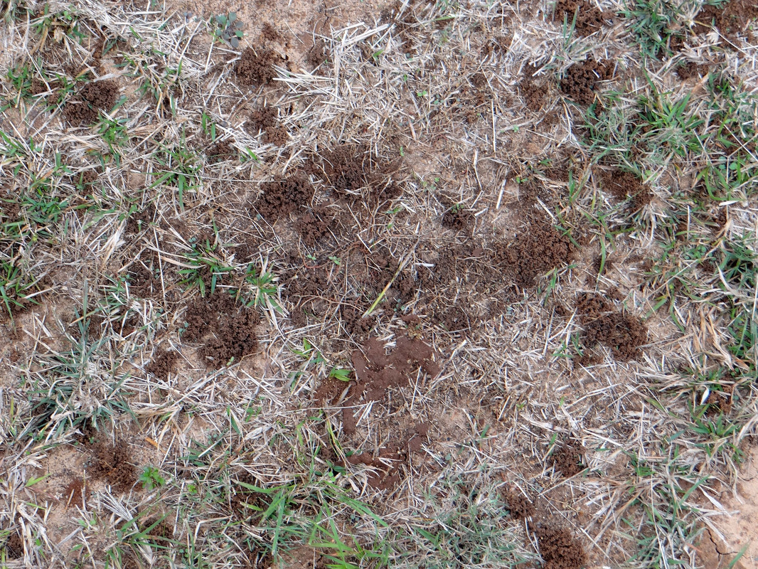 earthworms#2