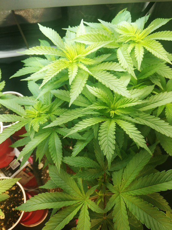 15969702061442522187648410049423