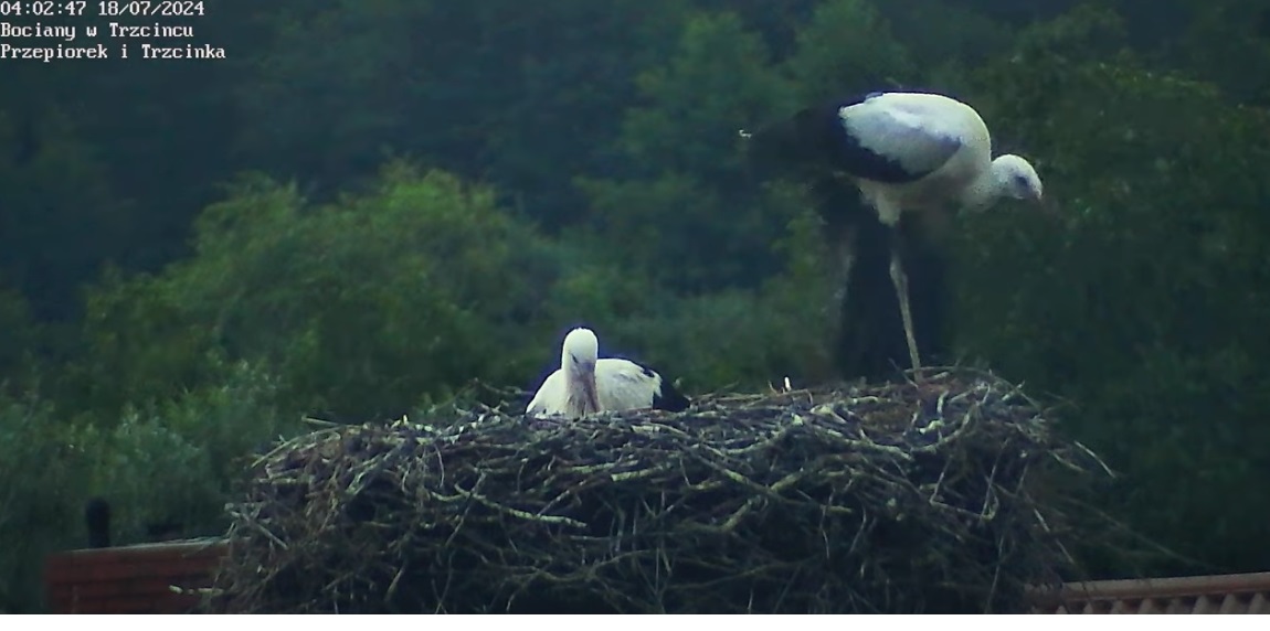 bocianiajogaoporanku