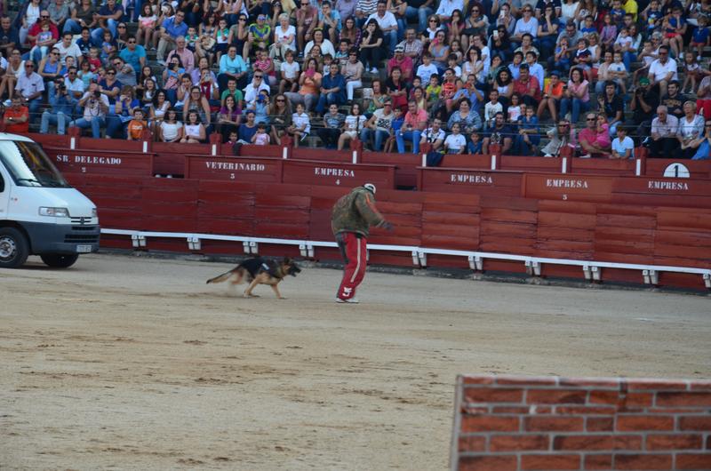 Exhibición Guardia Civil-30-9-2016 - Toledo y sus pueblos-1996/2026 (39)
