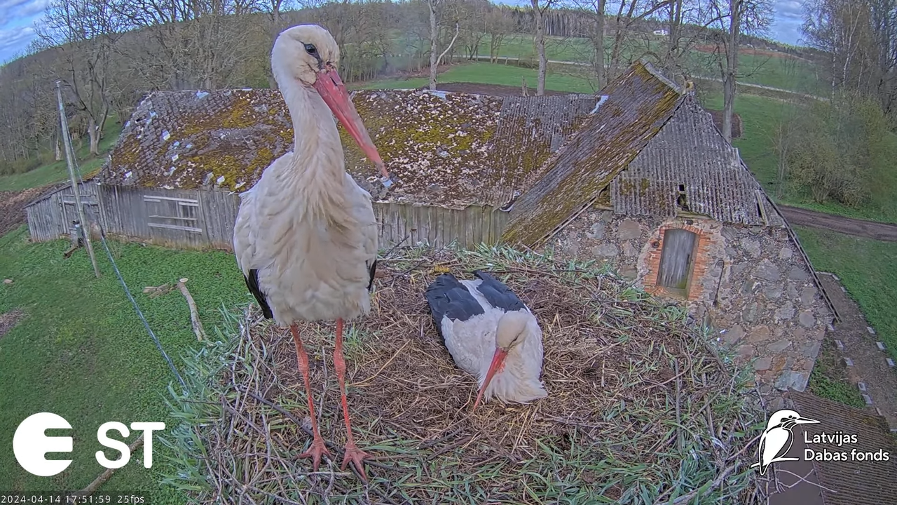 Baltie stārķi (Ciconia ciconia) Tukuma novadā - LDF tiešraide __ White storks in Tukums, Latvia 12-4