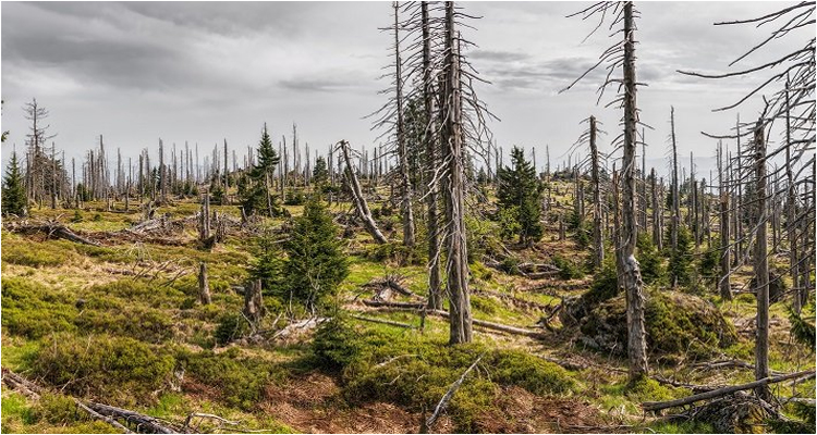 Hutan Vs Cetak Lahan: Bencana Berakibat Komoditas Pangan Indonesia Berkurang