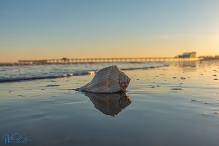 Beach-Shell