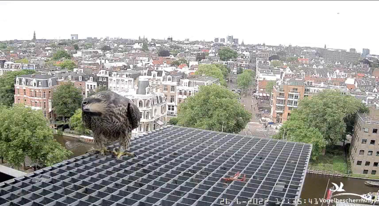 Amsterdam/Rijksmuseum screenshots © Beleef de Lente/Vogelbescherming Nederland - Pagina 33 Video-2022-06-26-174115-Moment