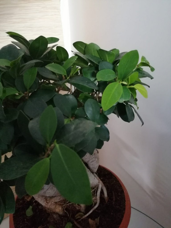 ficus3