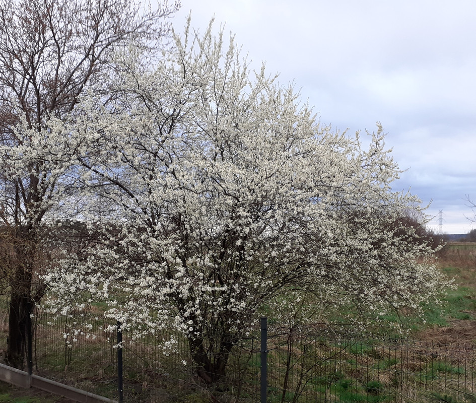 [Obrazek: mirabelka1.jpg]