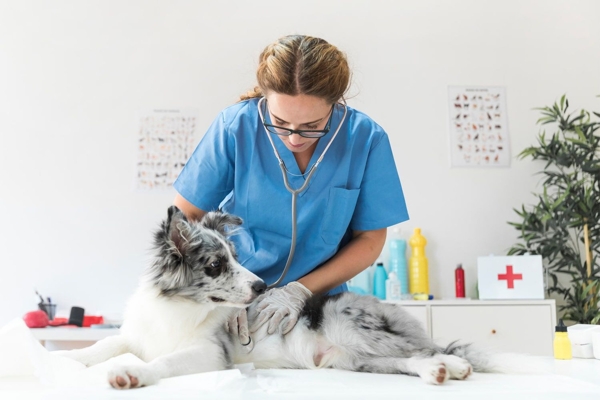 Pet Services