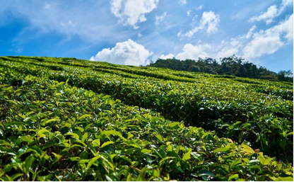 Hartley Estate tea and rubber plantation in Bulathsinhala, Sri Lanka