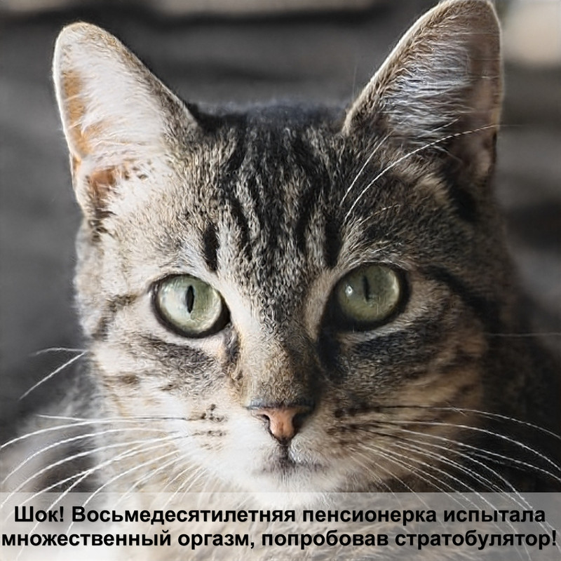 окрасы шотландских котят дымчатый — Postimages