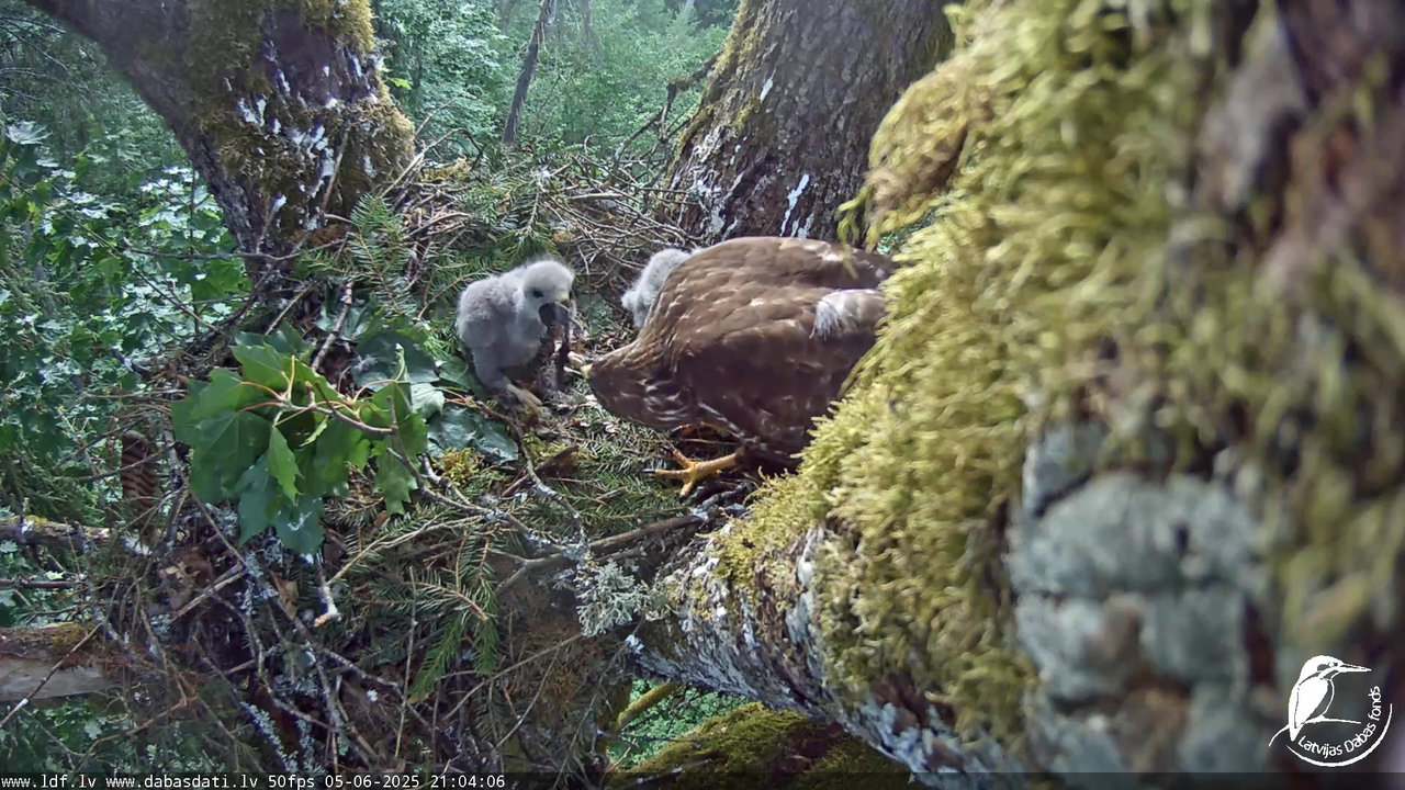 Melnās klijas (Milvus migrans) Kurzemē_ peļu klijāni (Buteo buteo) 14-23-6 screenshot