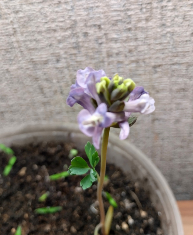 IMG_20240317_134222 (1)