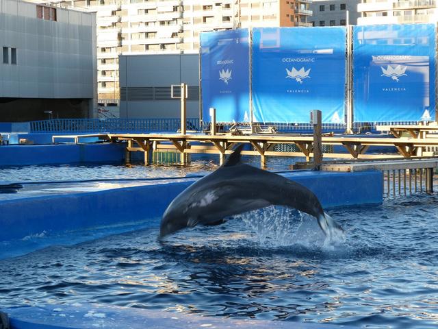 VALENCIA en un fin de semana - Blogs of Spain - Sábado 30/12: Llegada a Valencia y visita al Oceanogràfic (14)