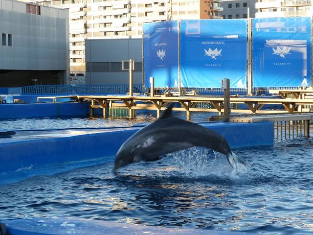 VALENCIA en un fin de semana - Blogs de España - Sábado 30/12: Llegada a Valencia y visita al Oceanogràfic (14)