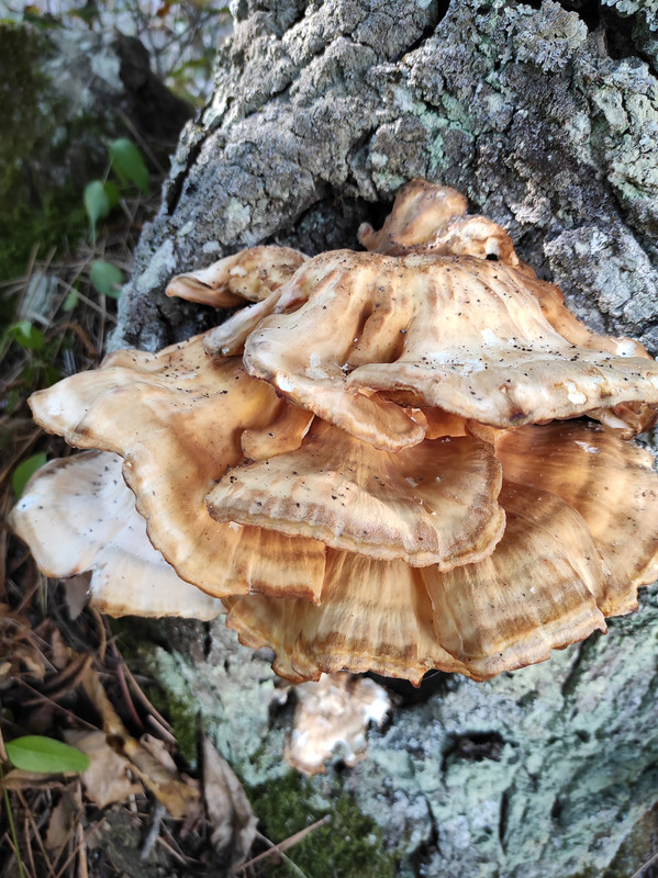 Meripilus giganteus (2)