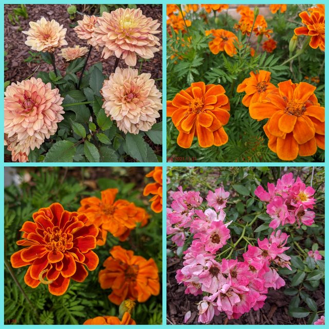 [Image: Photo-Grid-1628109054086.jpg]