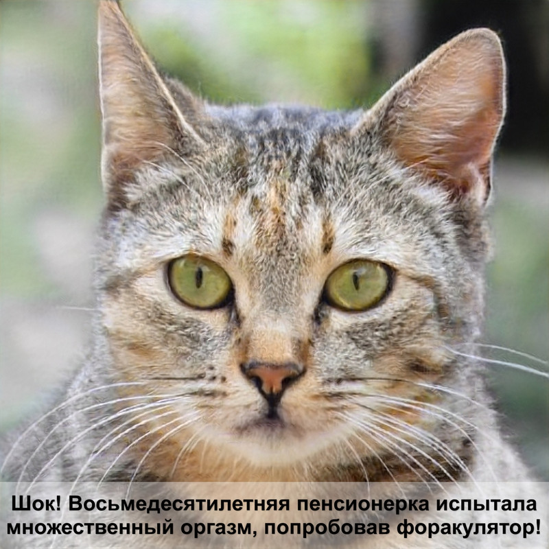 картинки шотландских кошек