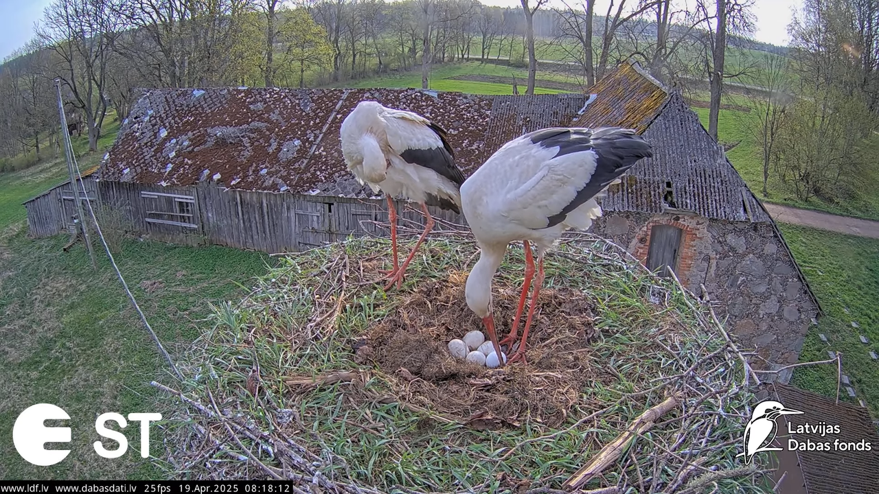 (34) Baltie stārķi (Ciconia ciconia) Tukuma novadā __ White storks in Tukums, Latvia - YouTube - 747