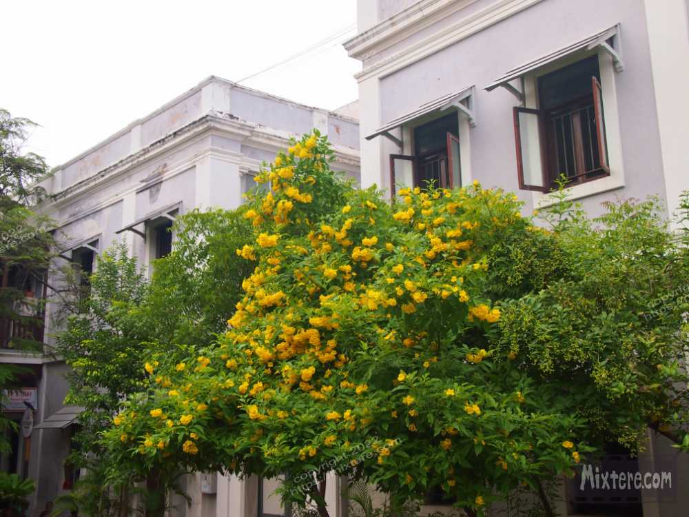 BBG&B29Pondicherry - 2