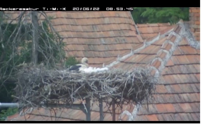 2020-06-22_105405délelőtti szieszt apával