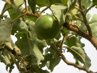 Solanum grandiflorum