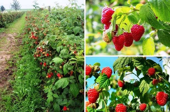 Малина как бизнес возможности и перспективы выращивания ягоды на продажу