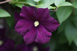 Clematis-Etoile-Violette