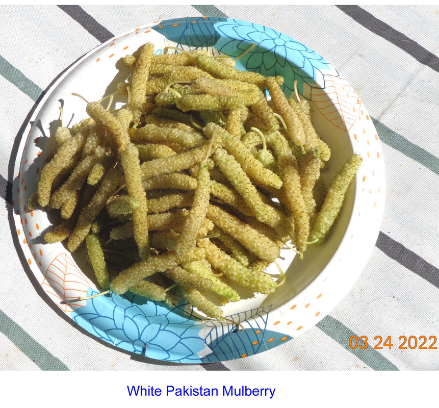 White-Pakistan-Fruits(2022)-Pic3