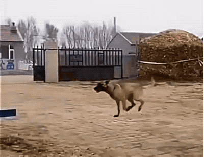 GIFs-16